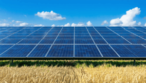 Des panneaux solaires au-dessus des cultures