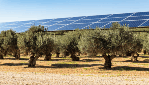 À l’heure où l’Union européenne s’engage à atteindre la neutralité carbone d’ici 25 ans, l’Espagne, particulièrement l’Andalousie, se trouve au cœur d’un débat entre énergie renouvelable et préservation des terres agricoles. Alors que la région déploie massivement des fermes solaires, […]